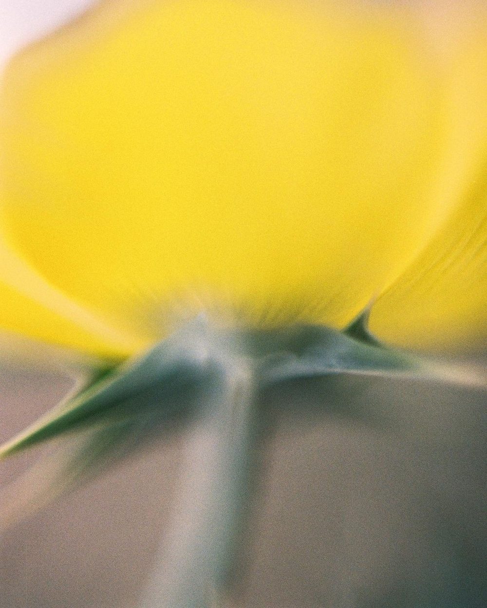 A yellow bloom seen from below